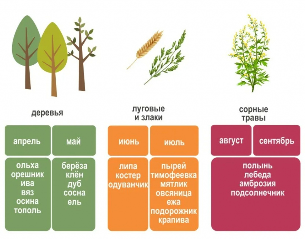 Поллиноз карта цветения